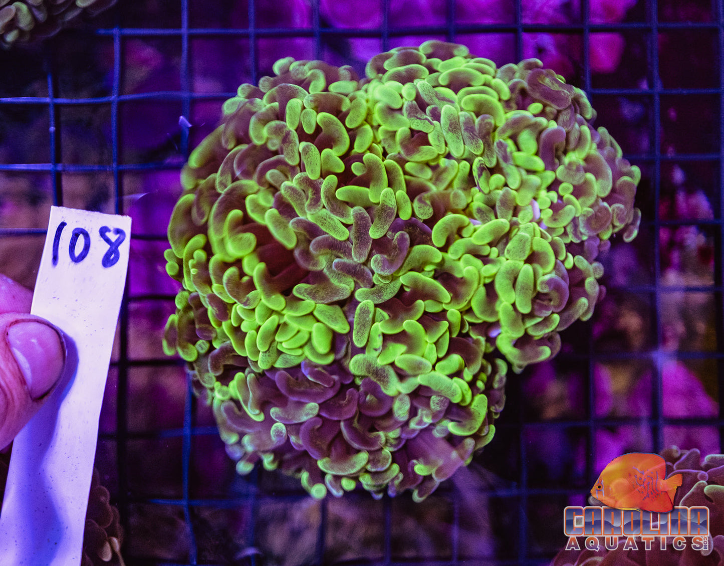 WYSIWYG 108 Wall Hammer