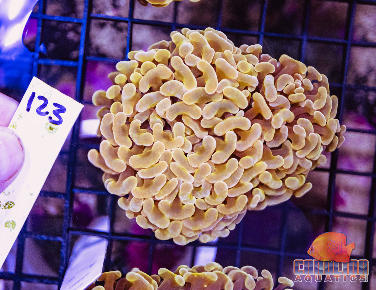 WYSIWYG 123 Wall Hammer