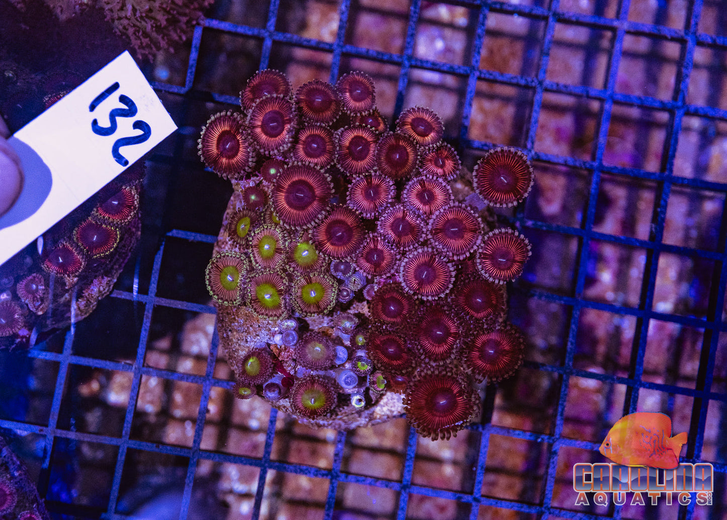 WYSIWYG 132 Zoa