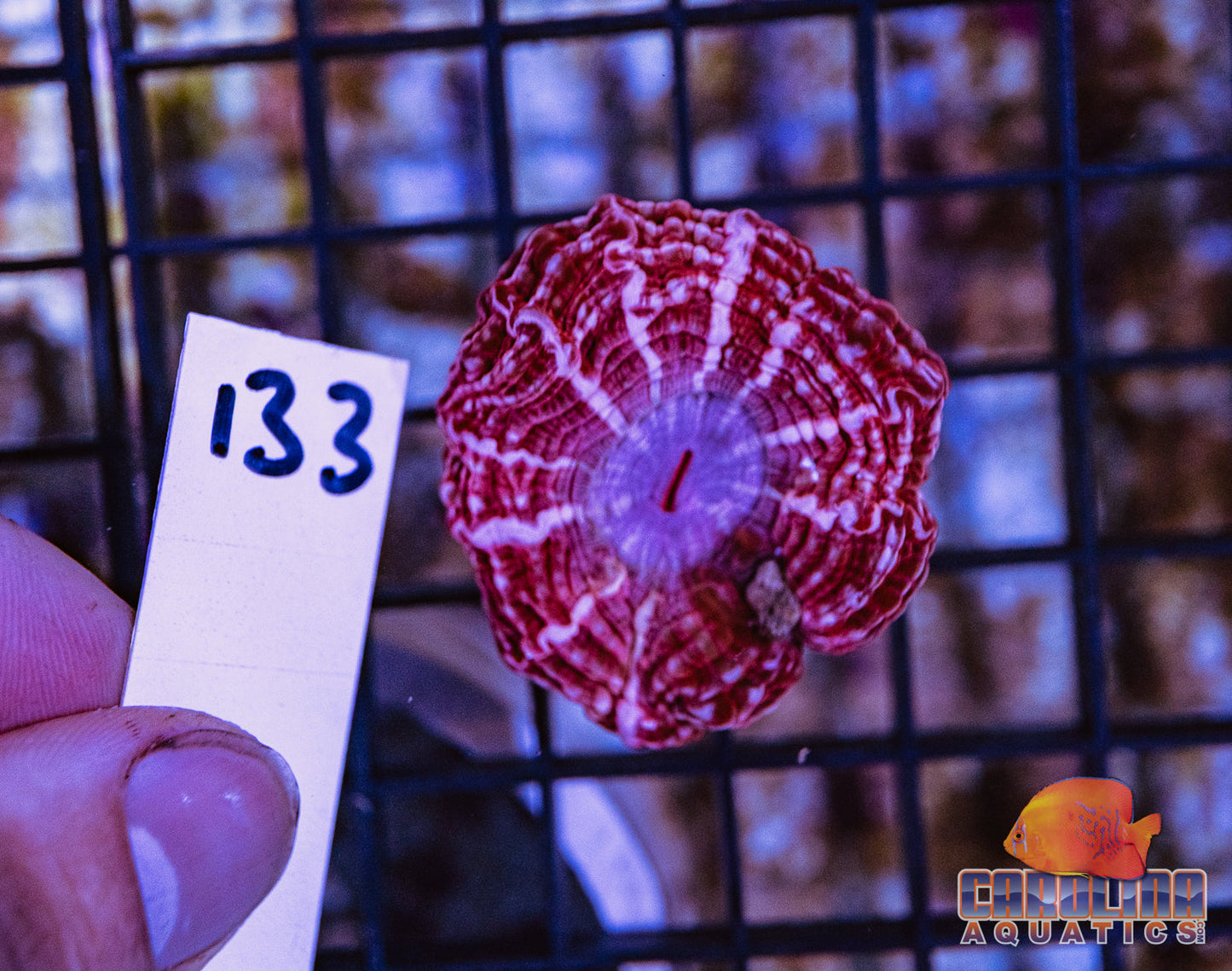 WYSIWYG 133 Cynarina