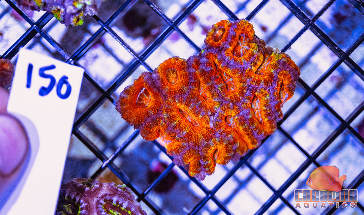 WYSIWYG 150 Acan