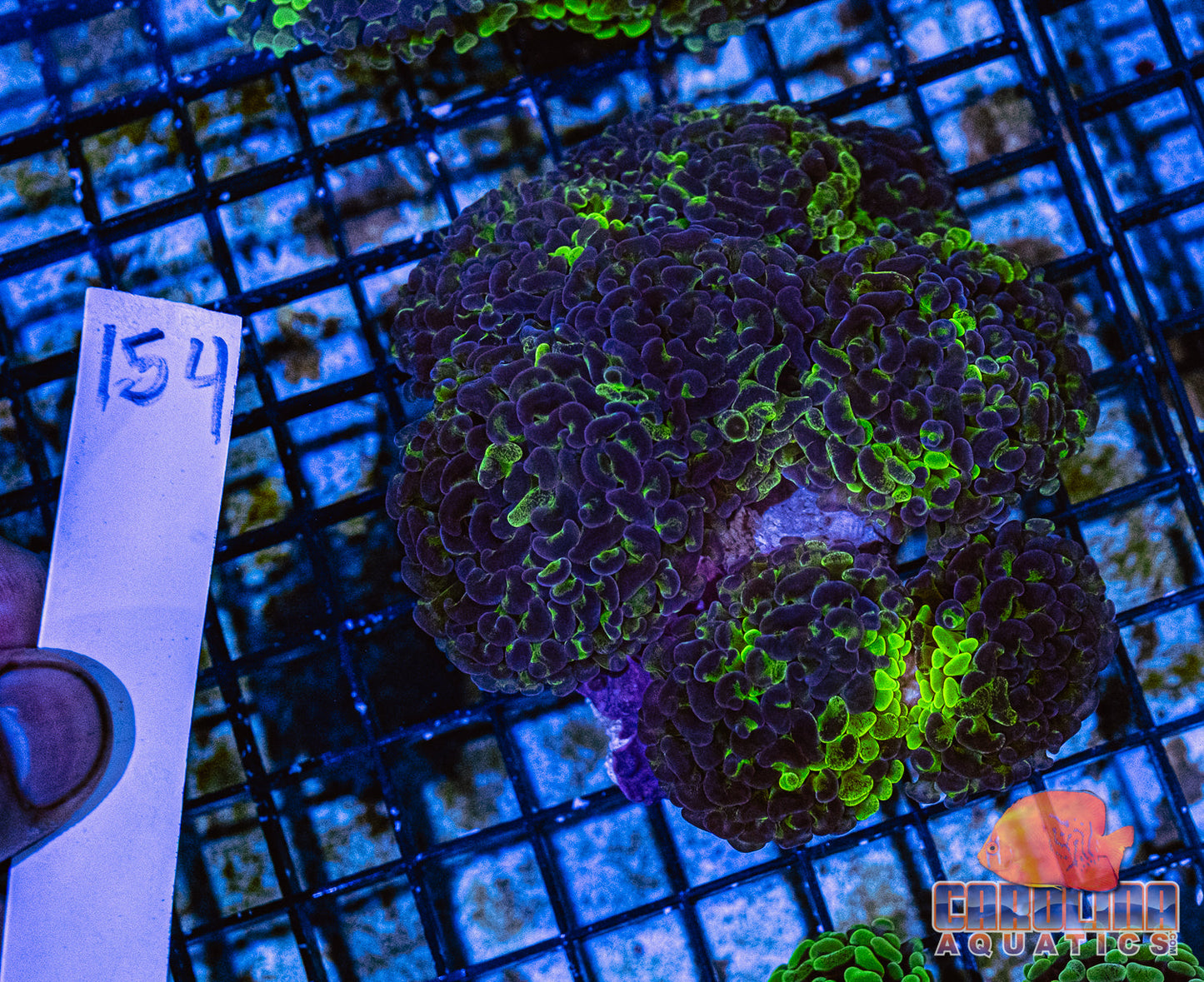 WYSIWYG 154 Branching Hammer