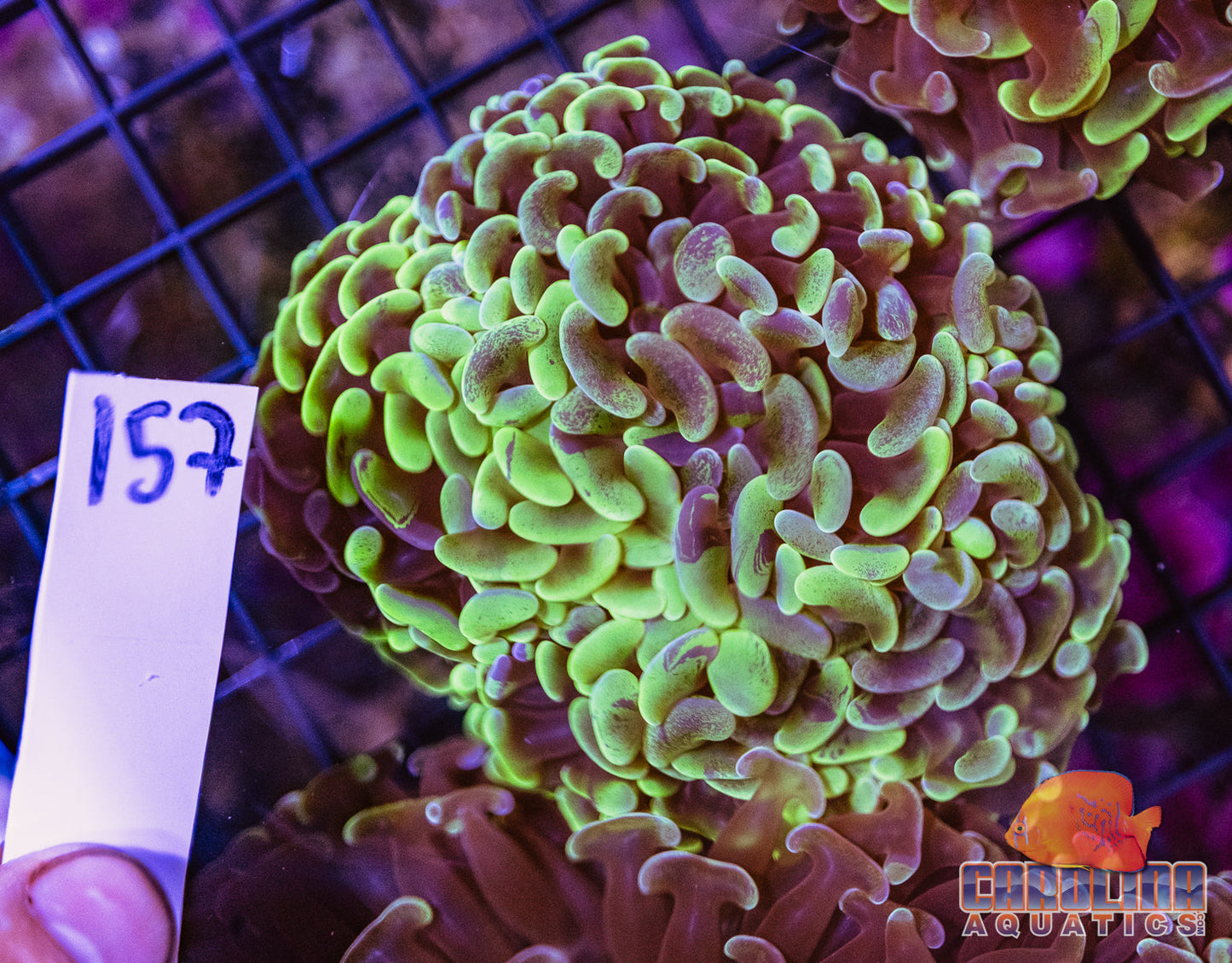 WYSIWYG 157 Wall Hammer