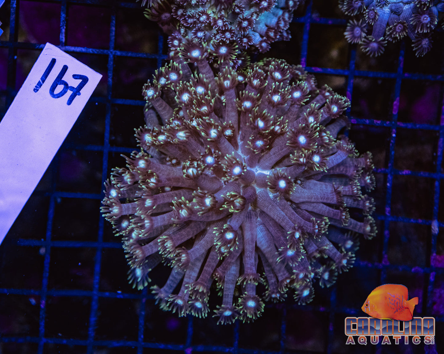 WYSIWYG 167 Goniopora