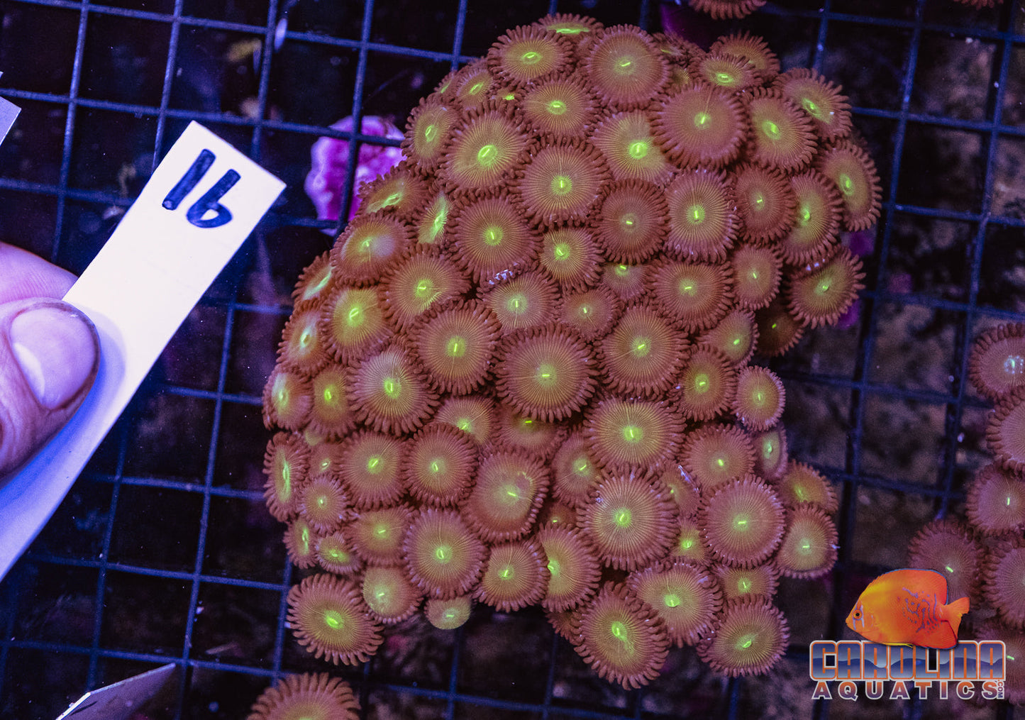 WYSIWYG 16 Button Polyp