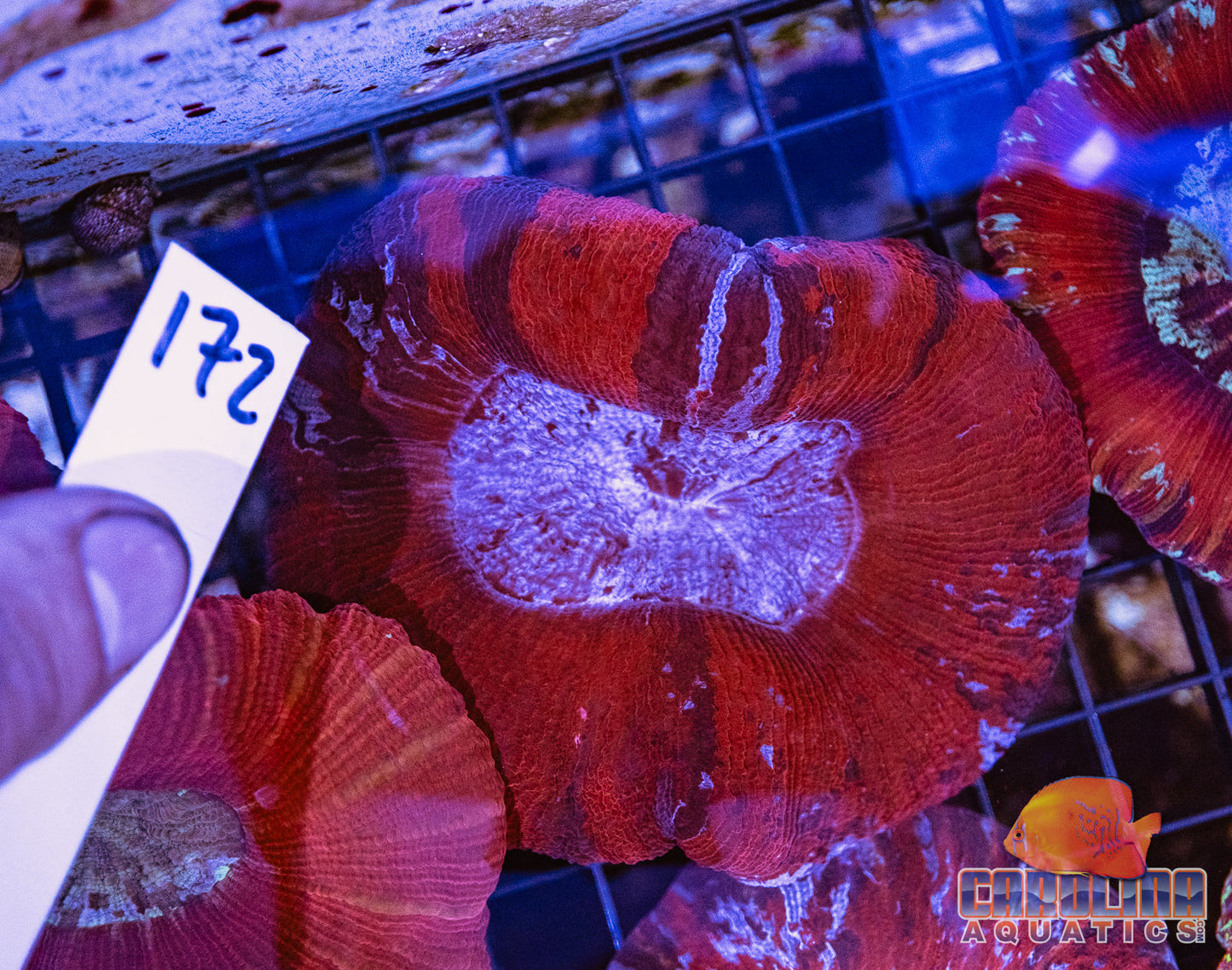 WYSIWYG 172 Wells Brain