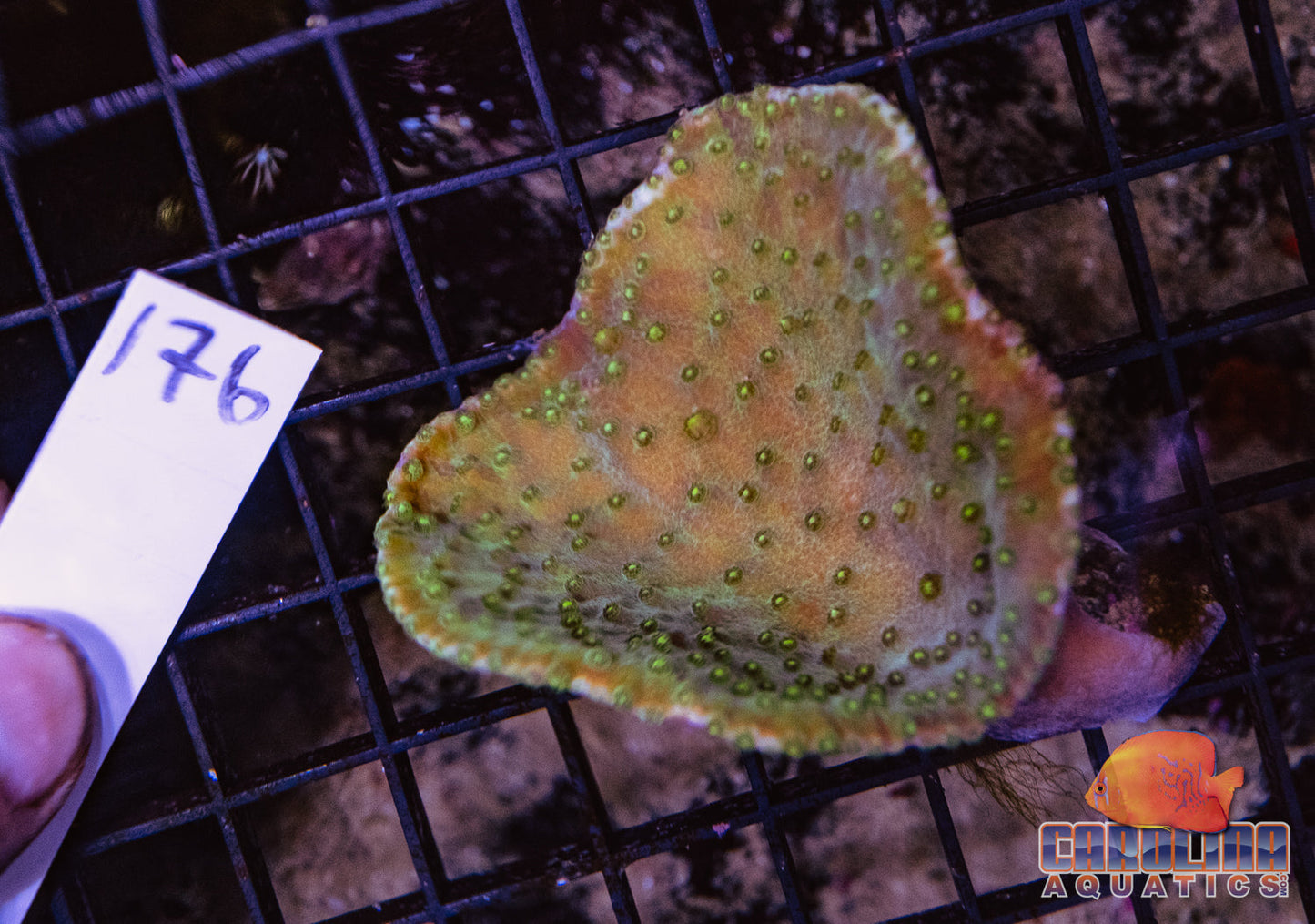 WYSIWYG 176 Cup Coral