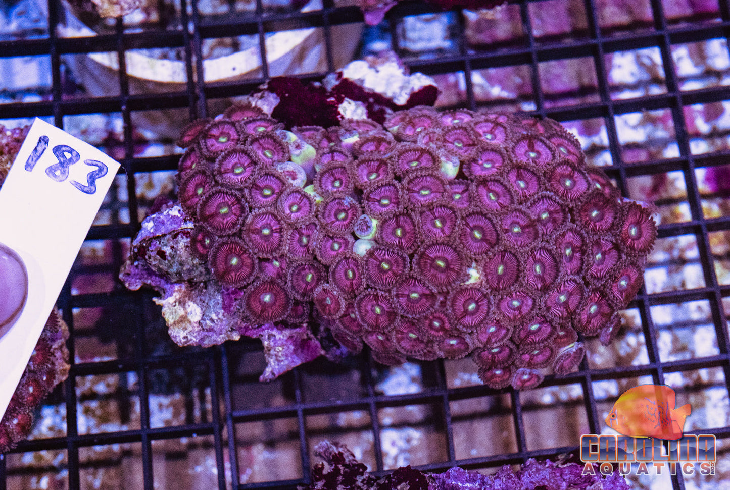 WYSIWYG 183 Zoa
