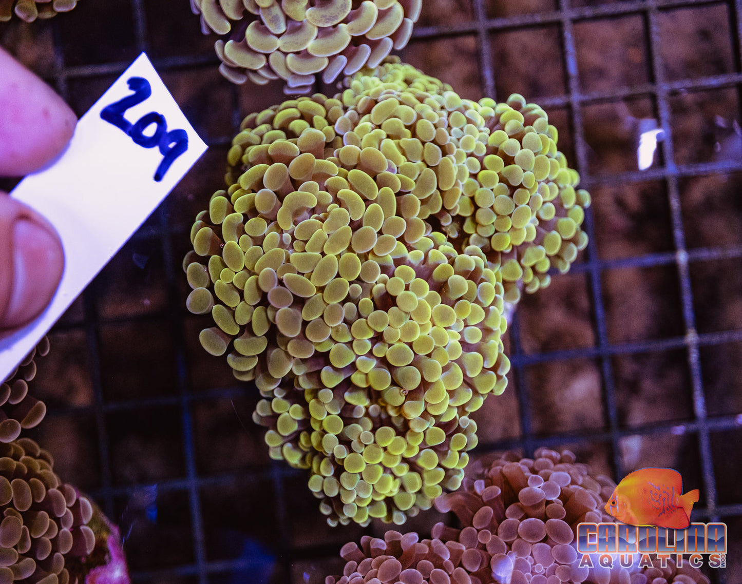 WYSIWYG 209 Branching Hammer