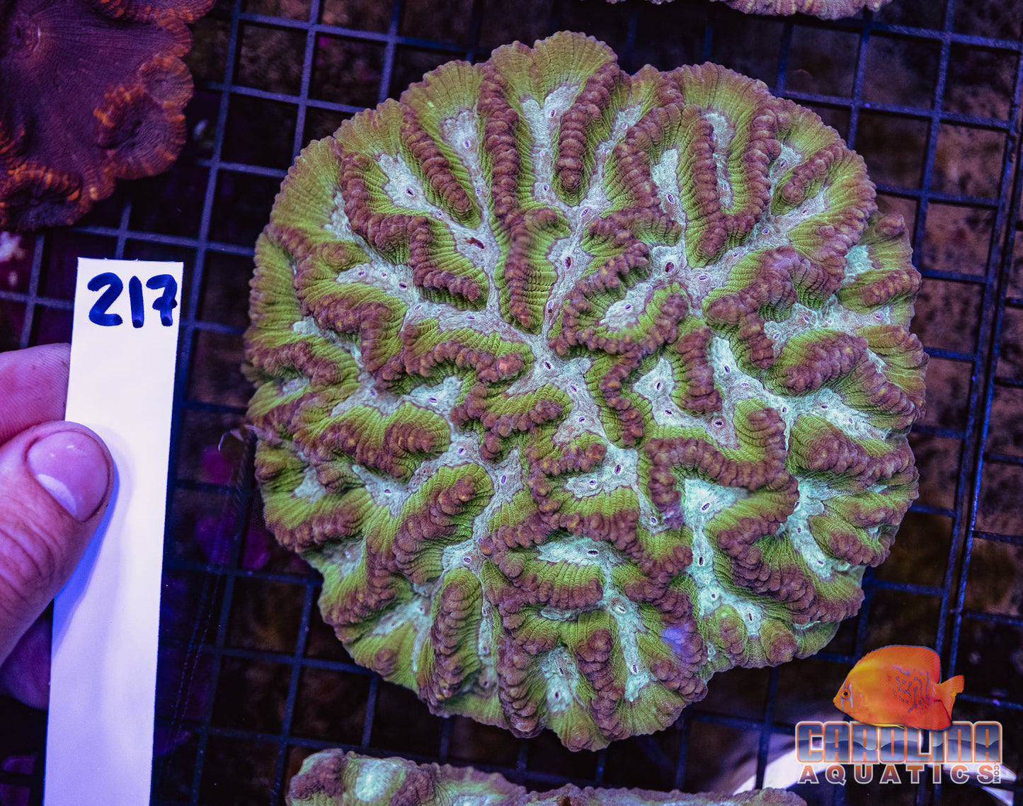 WYSIWYG 217 Oulophyllia