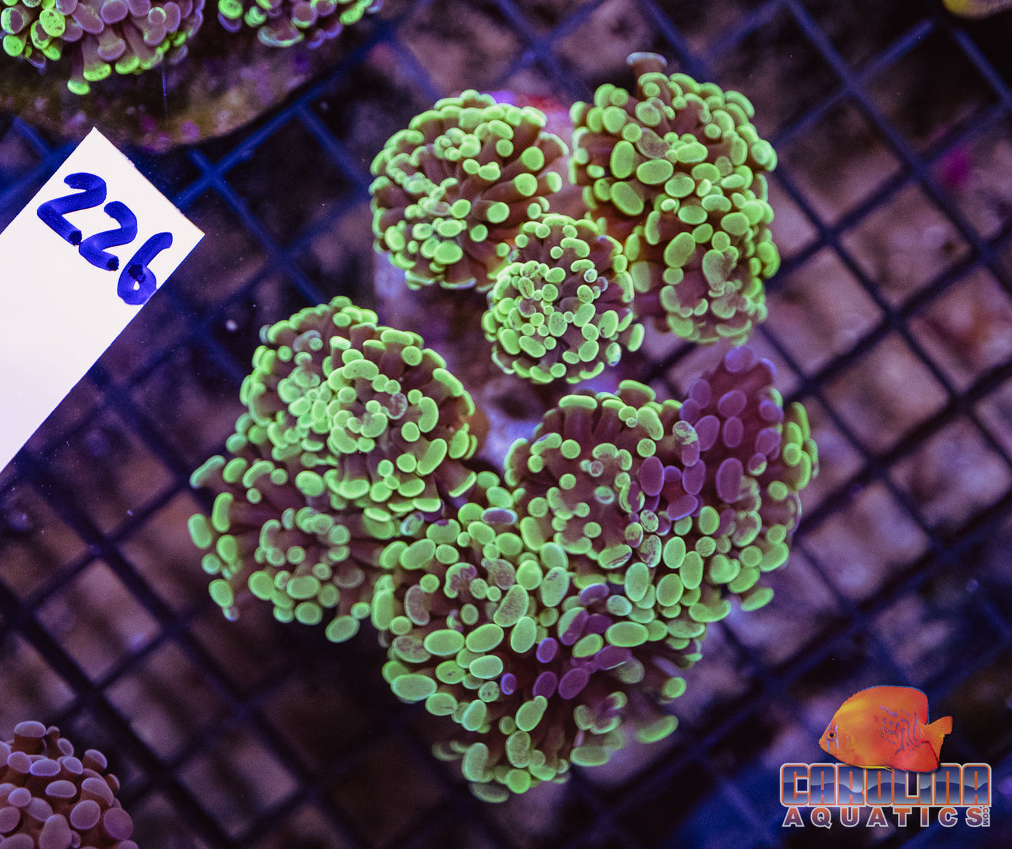 WYSIWYG 226 Branching Hammer