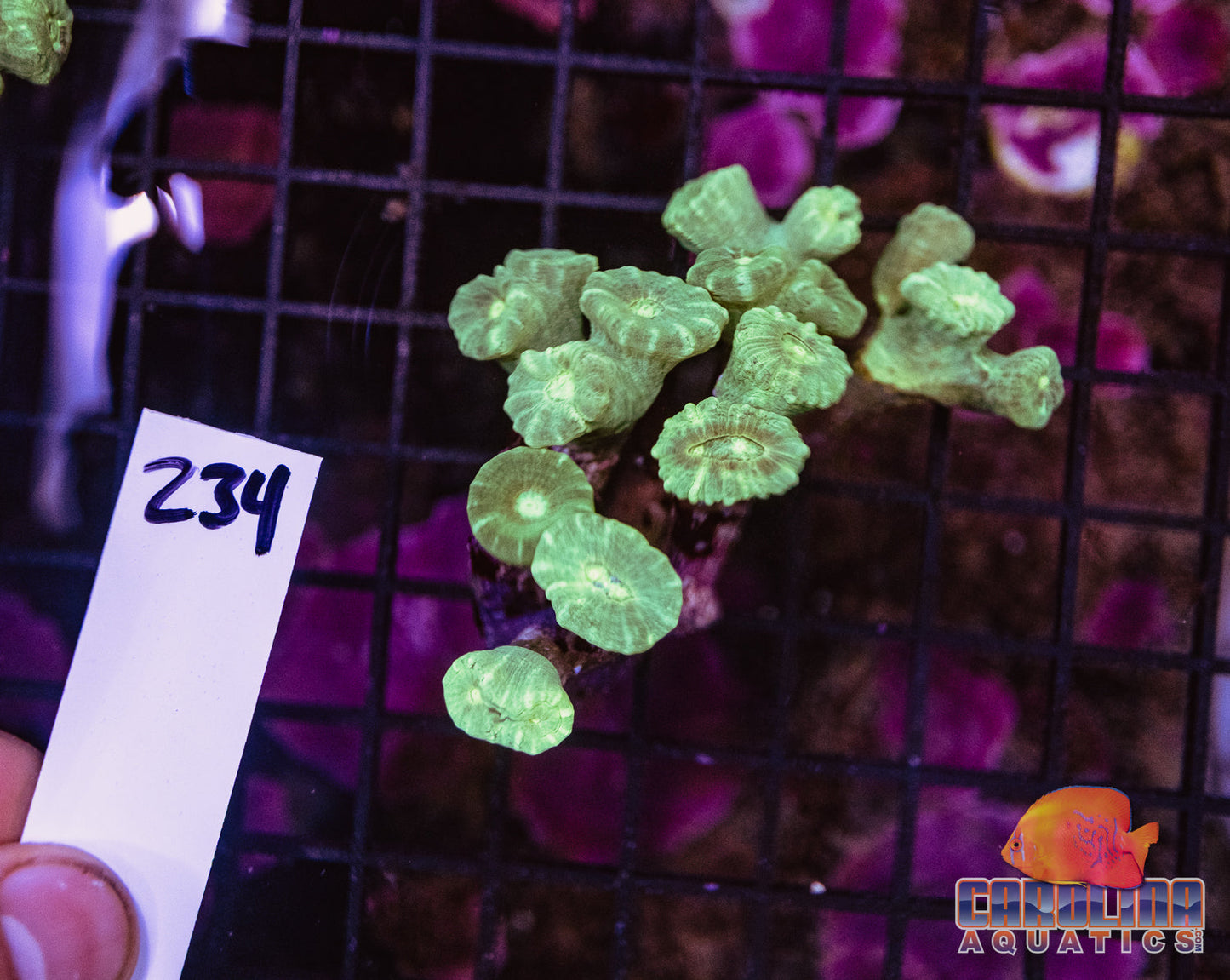 WYSIWYG 234 Caulustrea