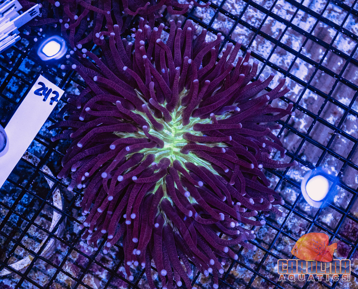 WYSIWYG 247 LT Plate