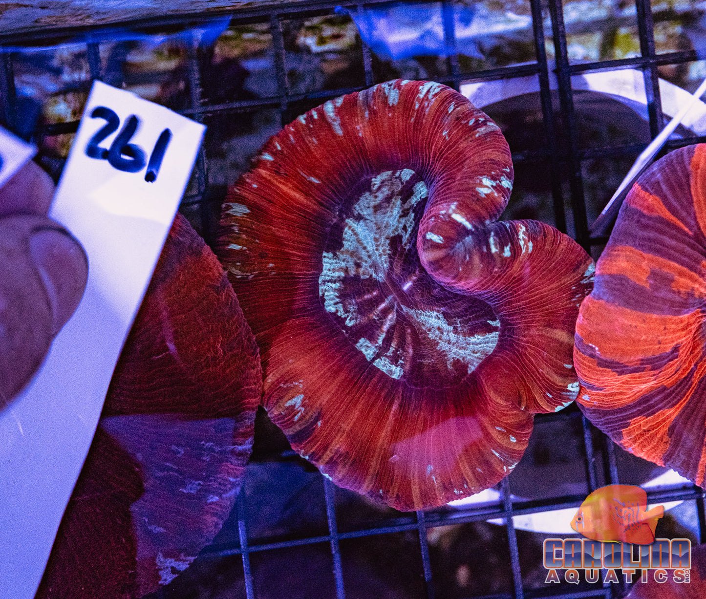 WYSIWYG 261 Wells Brain