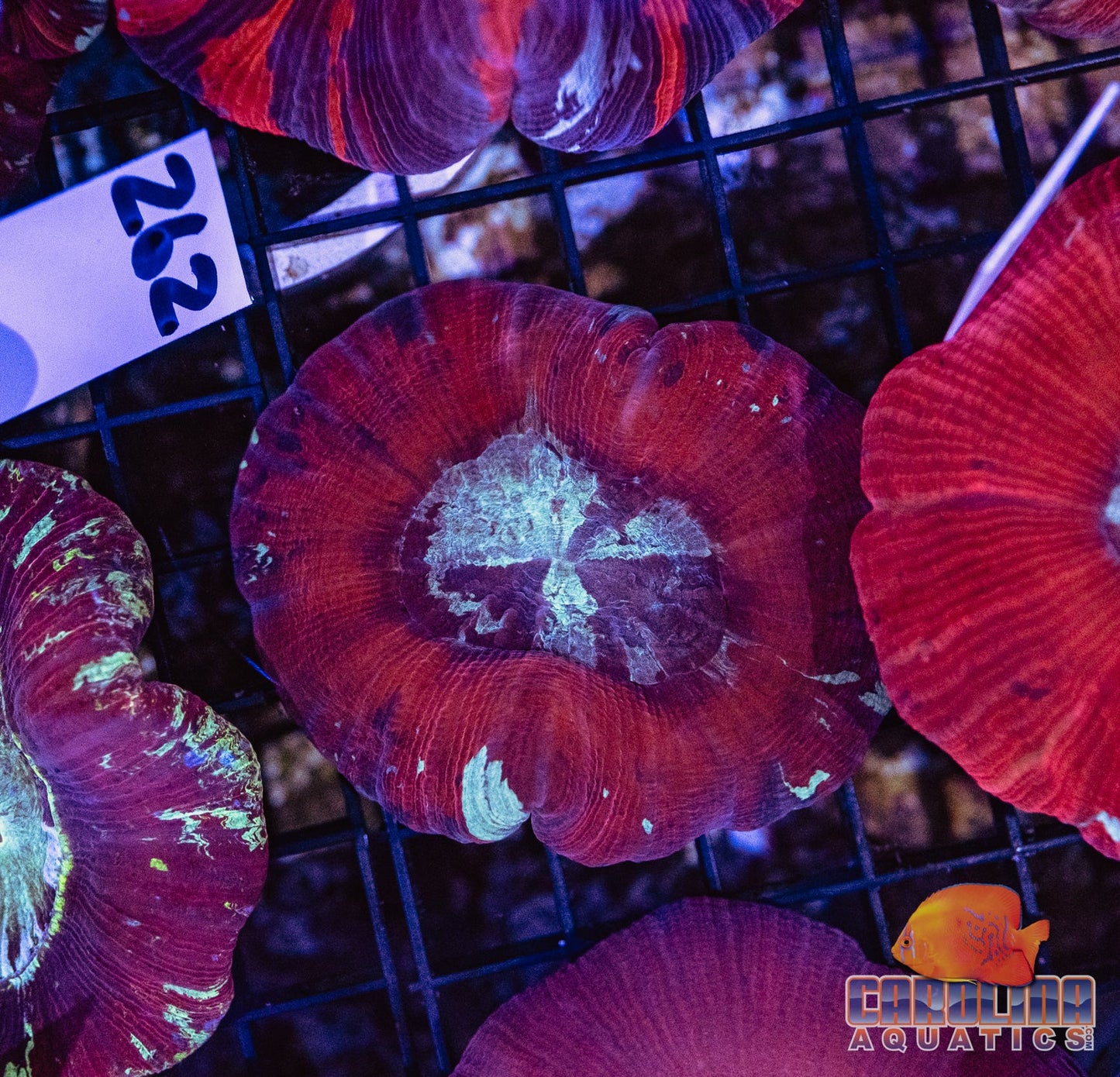 WYSIWYG 262 Wells Brain