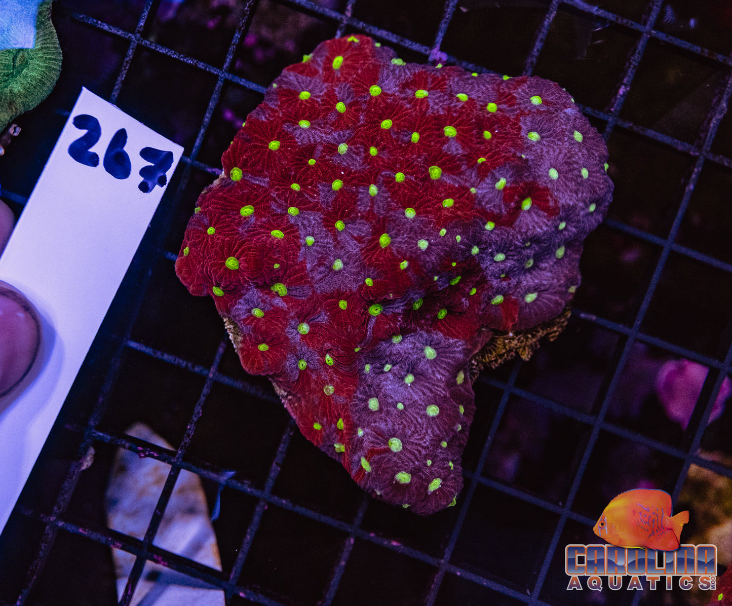 WYSIWYG 267 War Coral