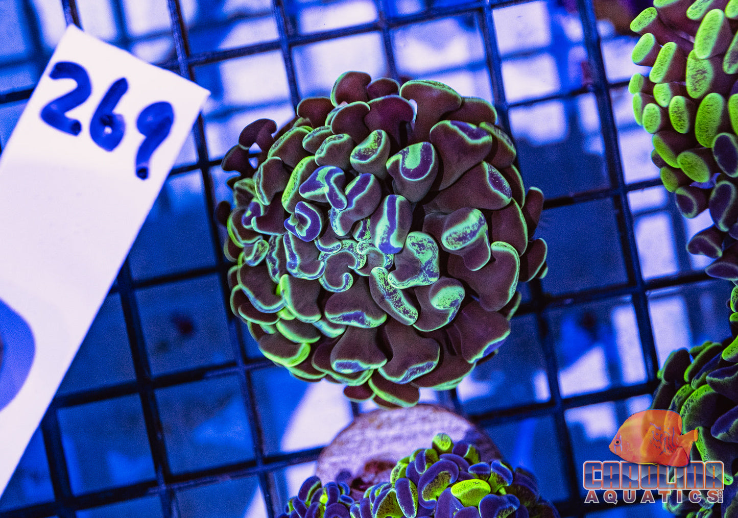 WYSIWYG 269 Branching Hammer