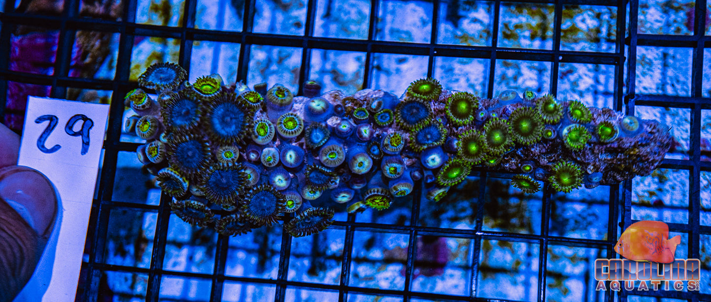 WYSIWYG 29 Zoa