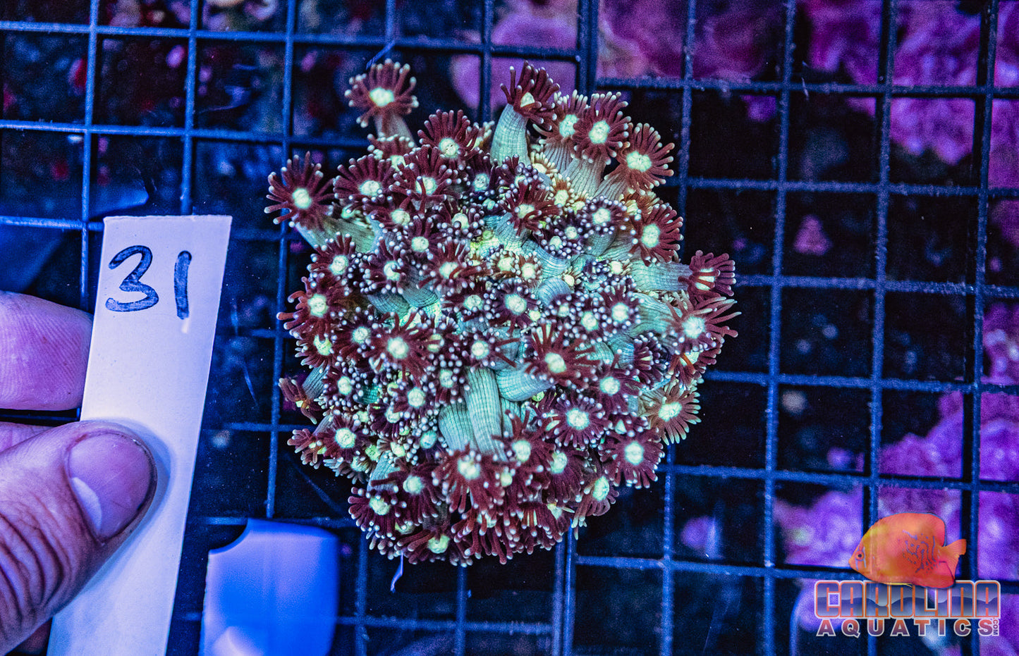 WYSIWYG 31 Jewel Goniopora