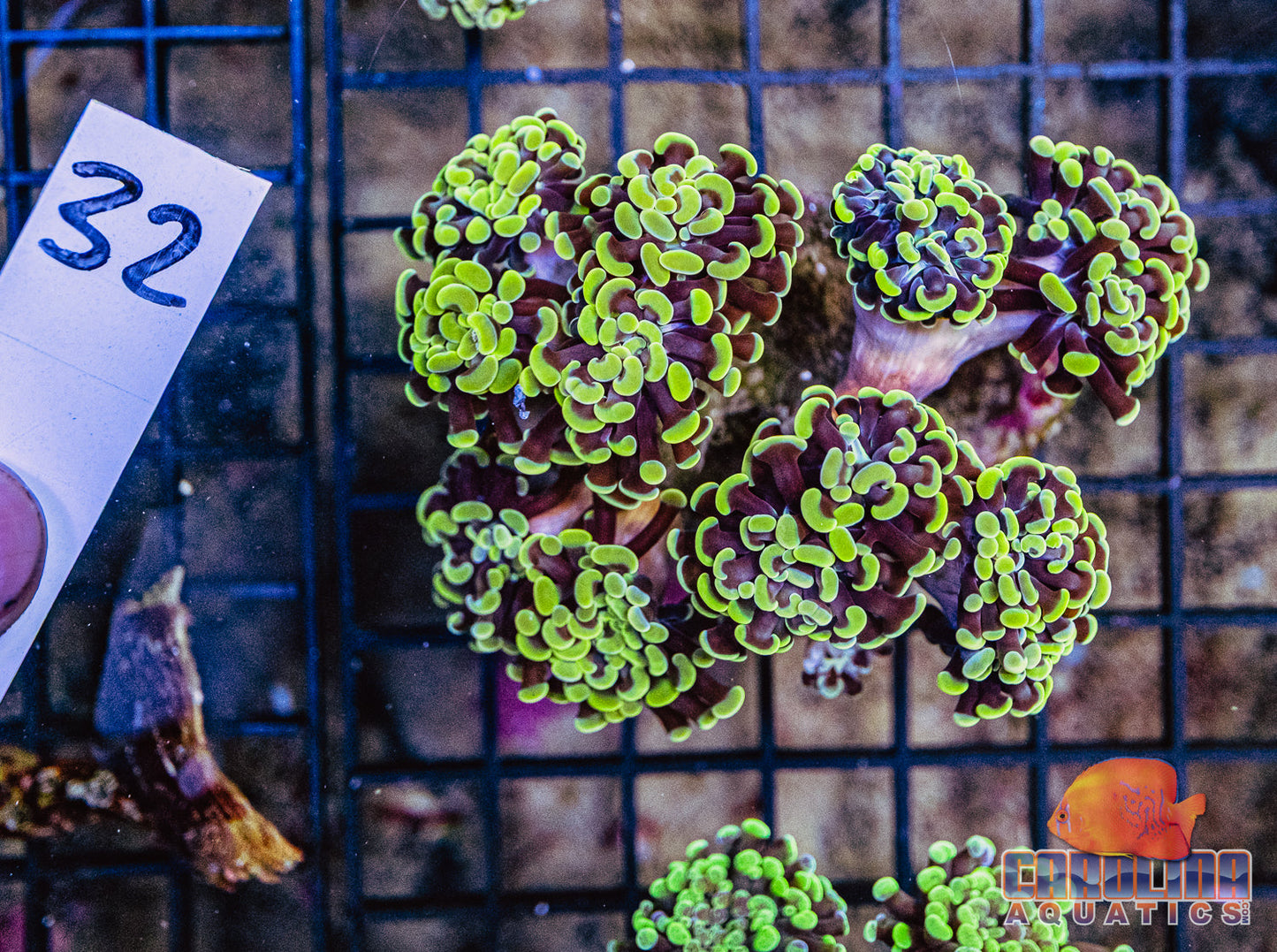 WYSIWYG 32 Branching Hammer