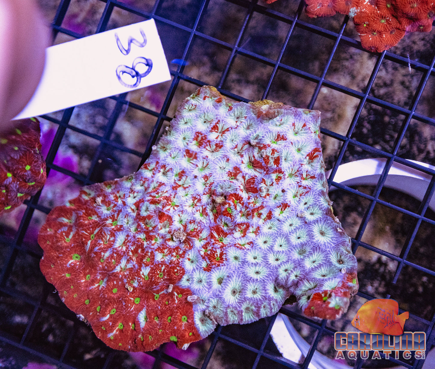 WYSIWYG 38 War Coral