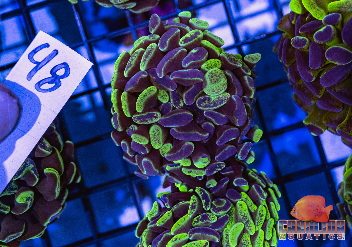 WYSIWYG 48 Branching Hammer