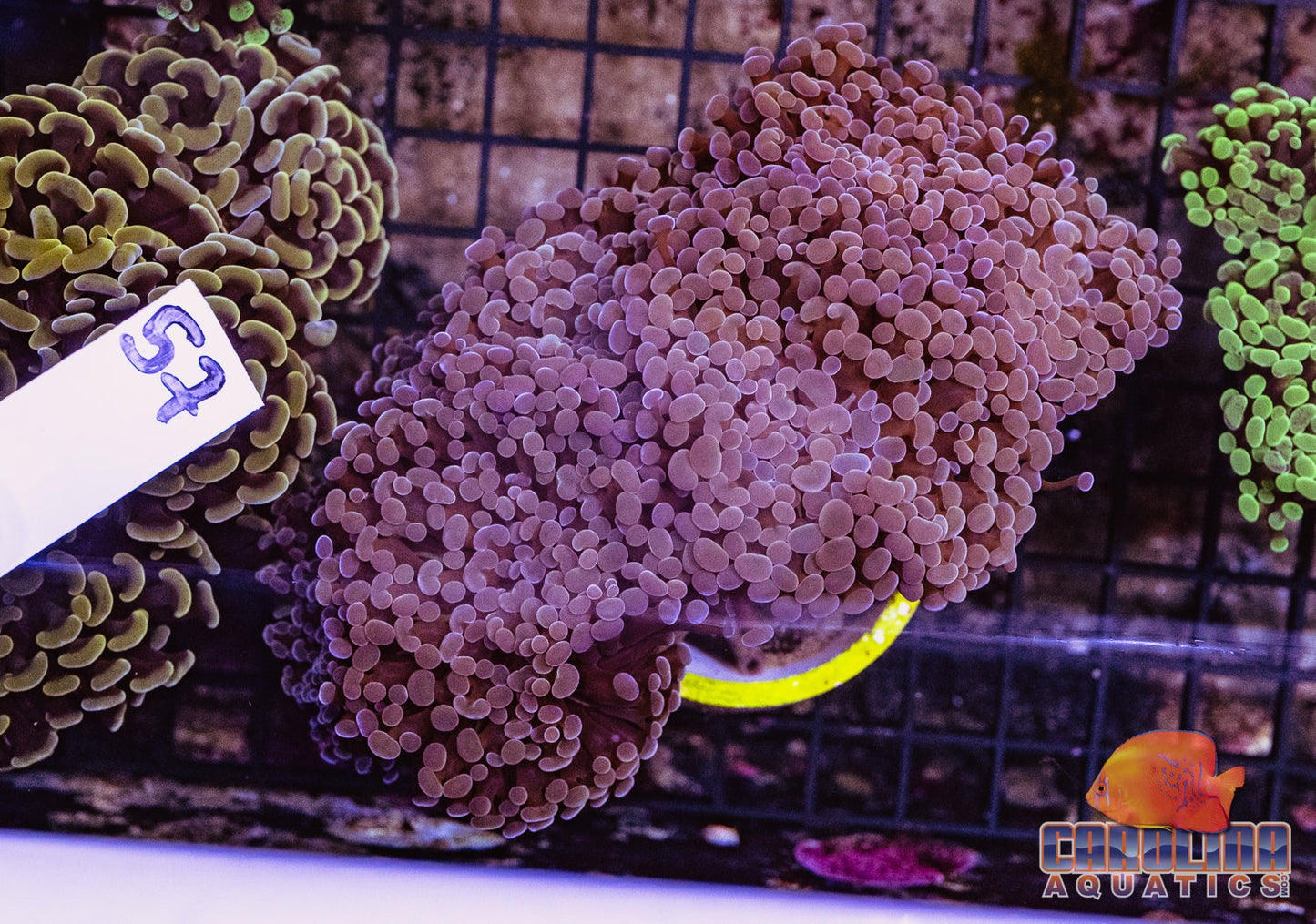 WYSIWYG 57 Branching Hammer