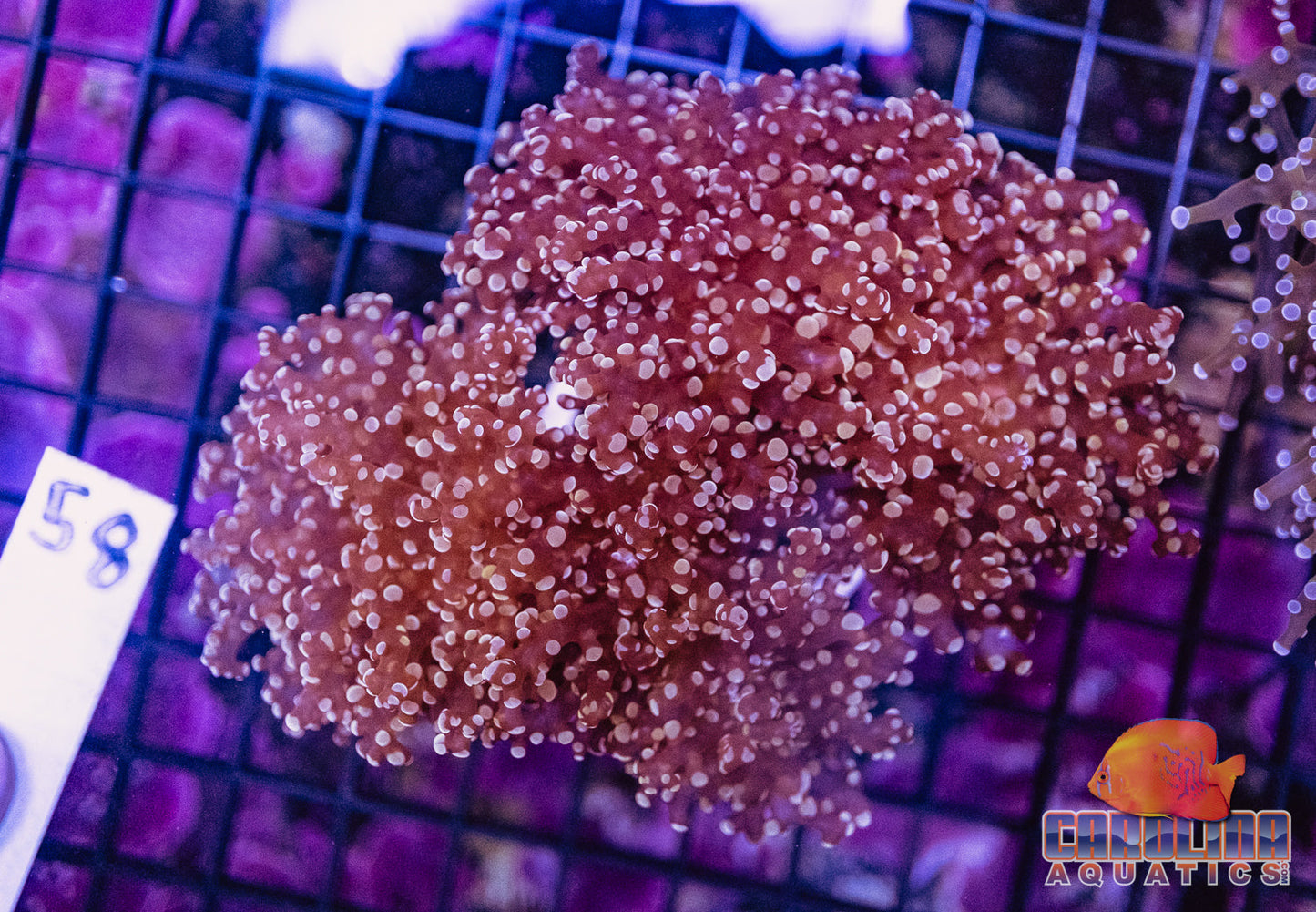 WYSIWYG 58 Frogspawn Branching