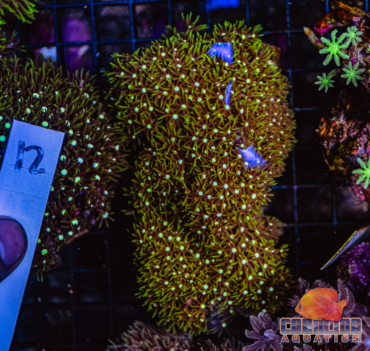 WYSIWYG 12 Green Star Polyp