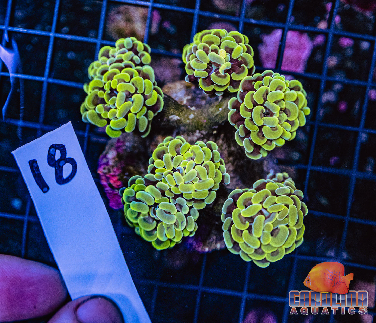 WYSIWYG 18 Branching Hammer