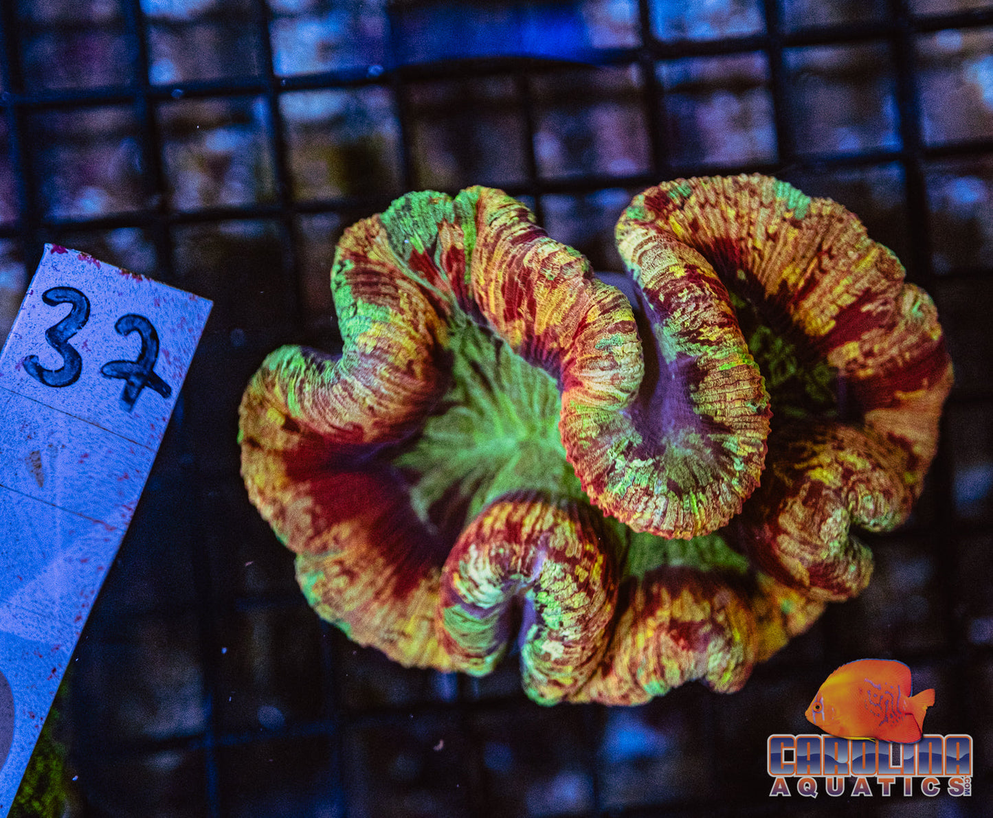 WYSIWYG 37 Open Brain