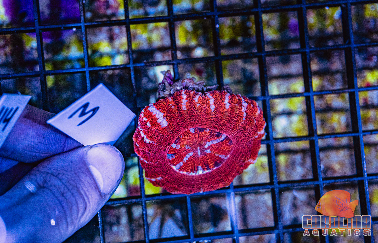 WYSIWYG 3 Button Scoly