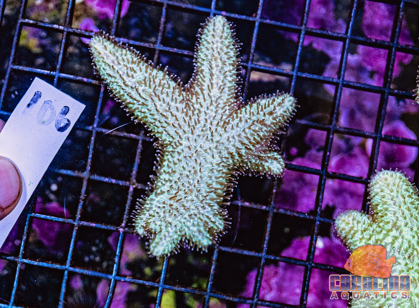 WYSIWYG 106 Tounge Coral