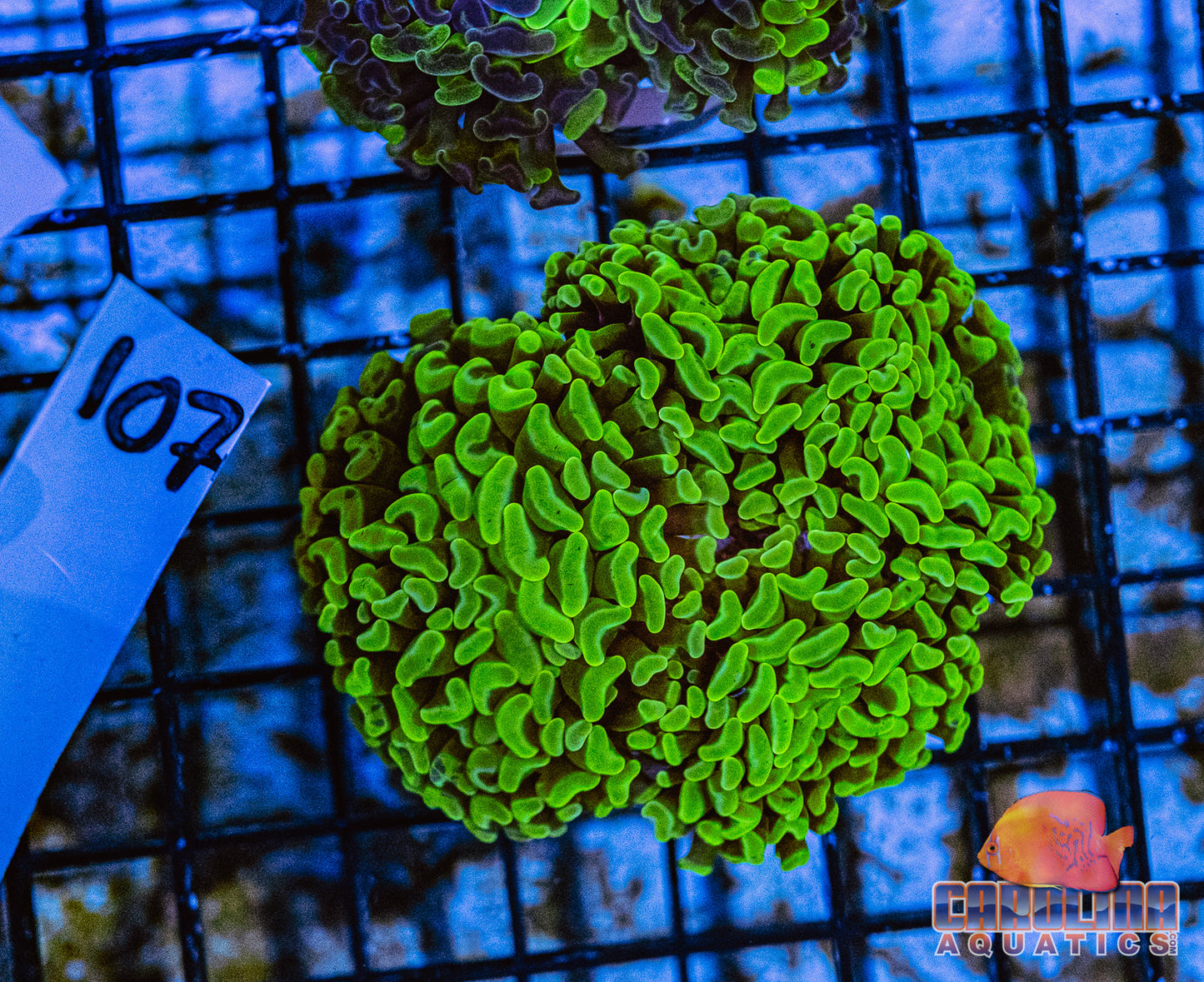 WYSIWYG 107 Branching Hammer