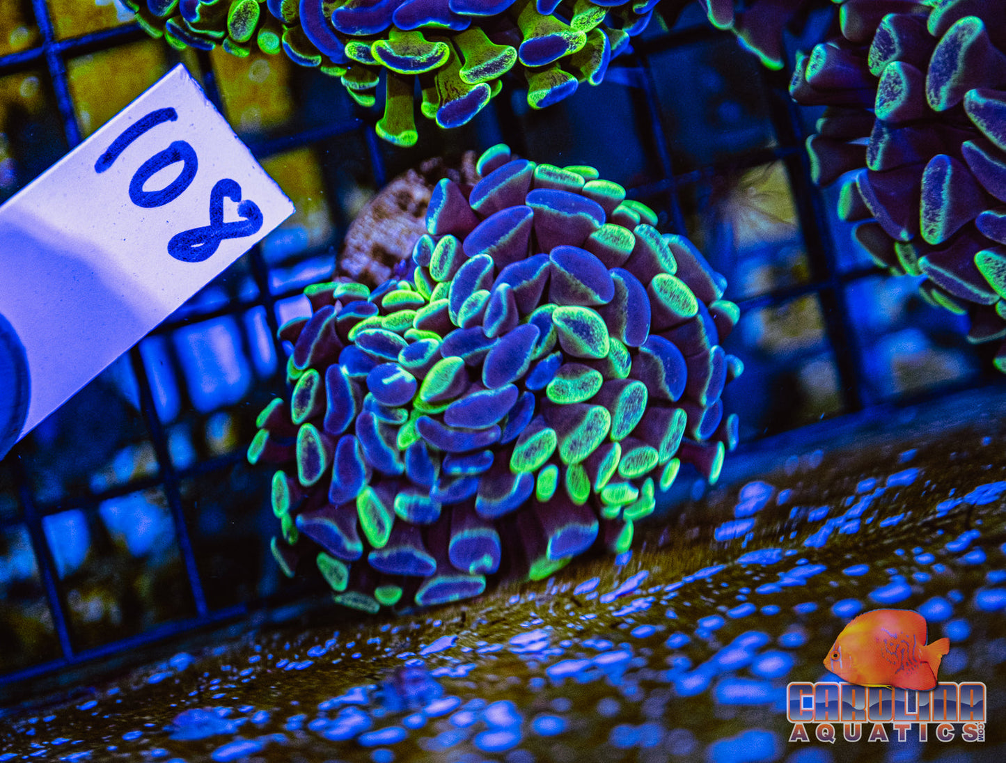 WYSIWYG 108 Darwin Branching Hammer