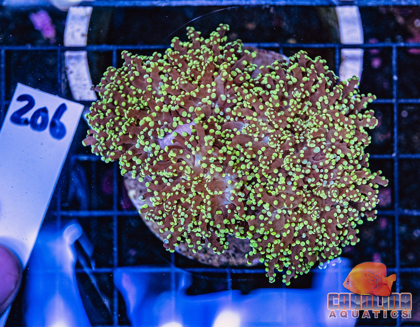 WYSIWYG 206 Branching Frogspawn