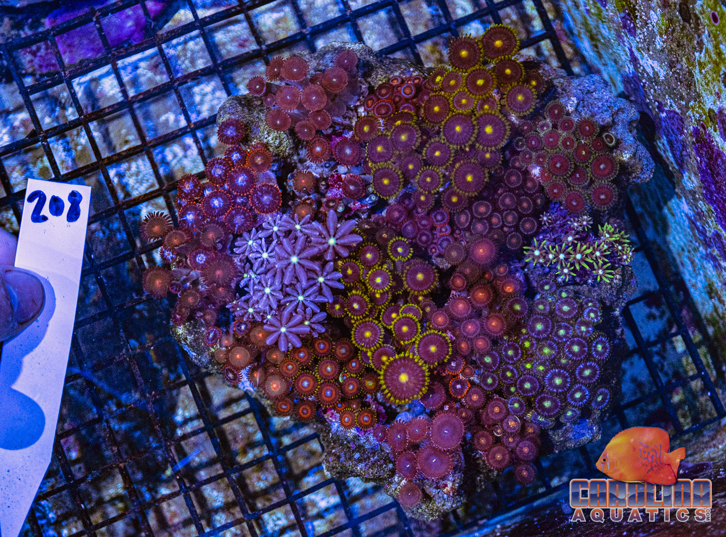 WYSIWYG 208 Combo Rock