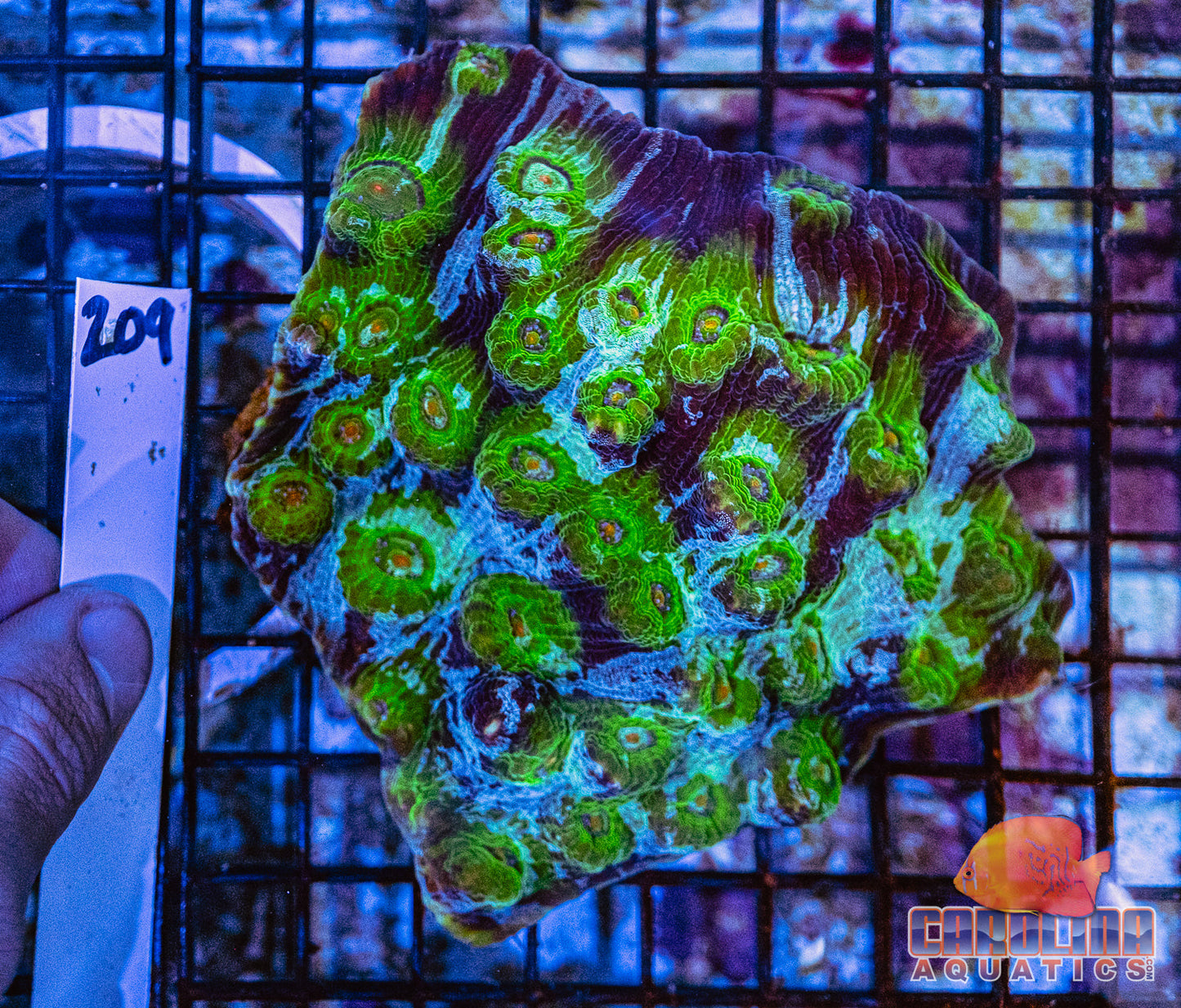 WYSIWYG 209 Mycedium Cup