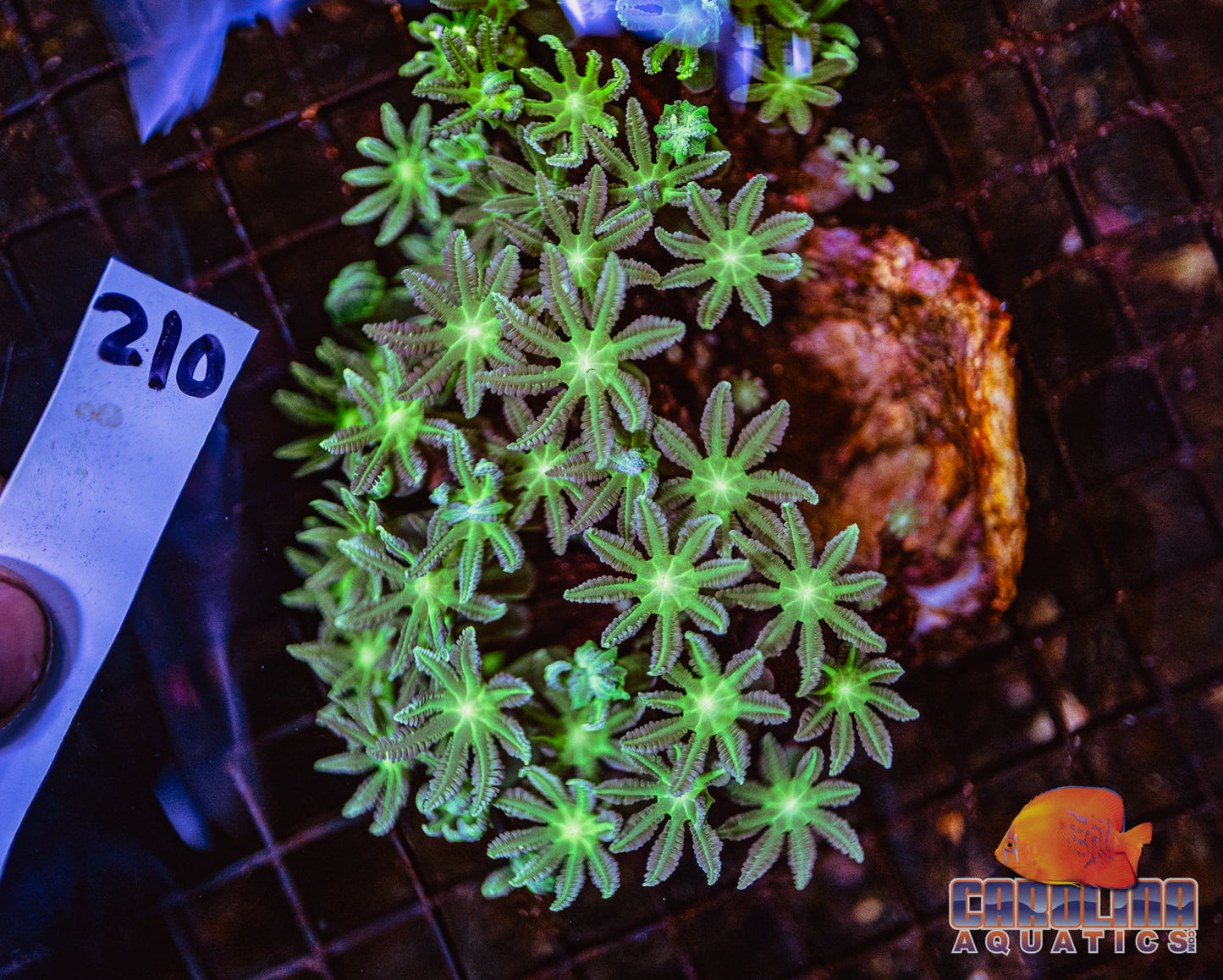 WYSIWYG 210 Glove Polyp