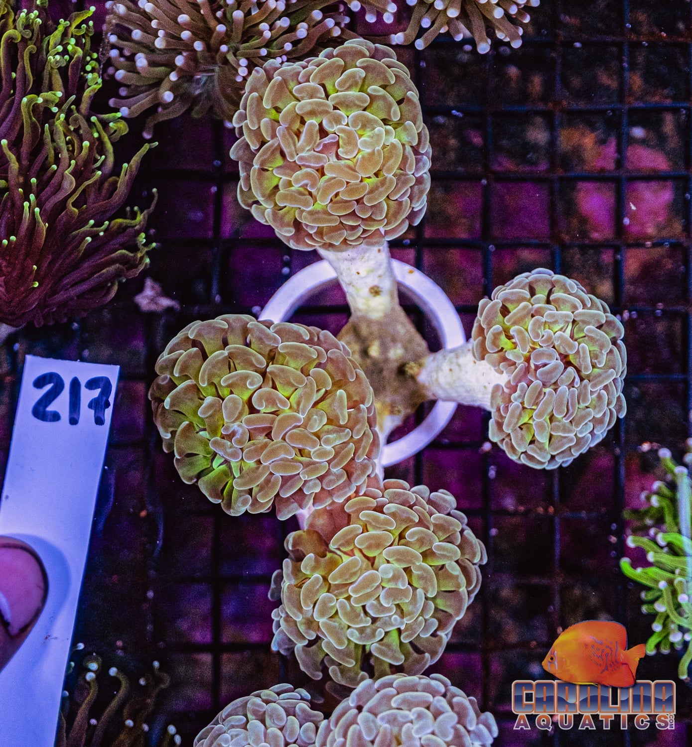 WYSIWYG 217 Branching Hammer