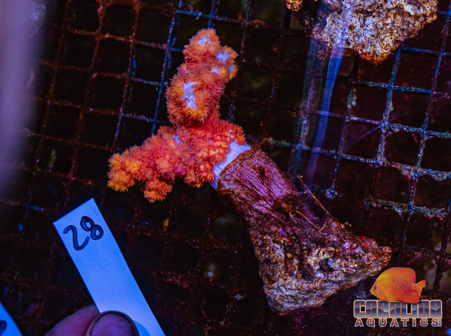 WYSIWYG 28 Carnation Coral