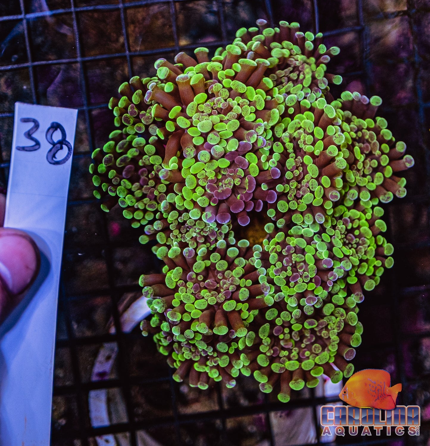 WYSIWYG 38 Branching Hammer