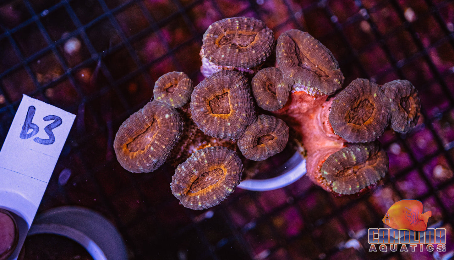 WYSIWYG 63 Branching Lobo