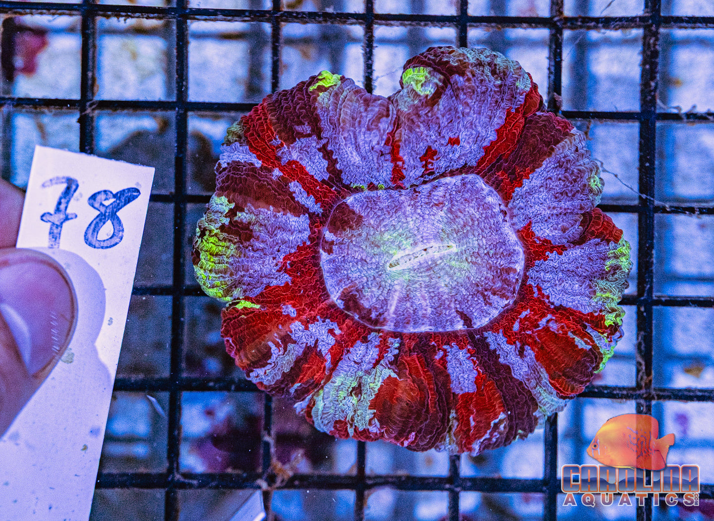 WYSIWYG 78 Wells Brain