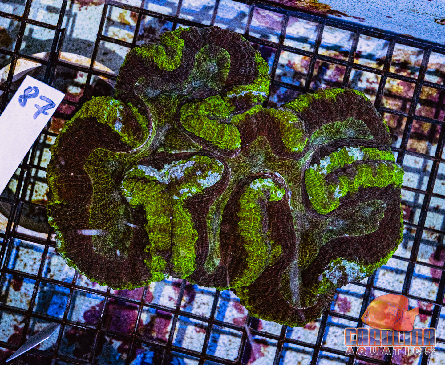 WYSIWYG 87 Symphyllia