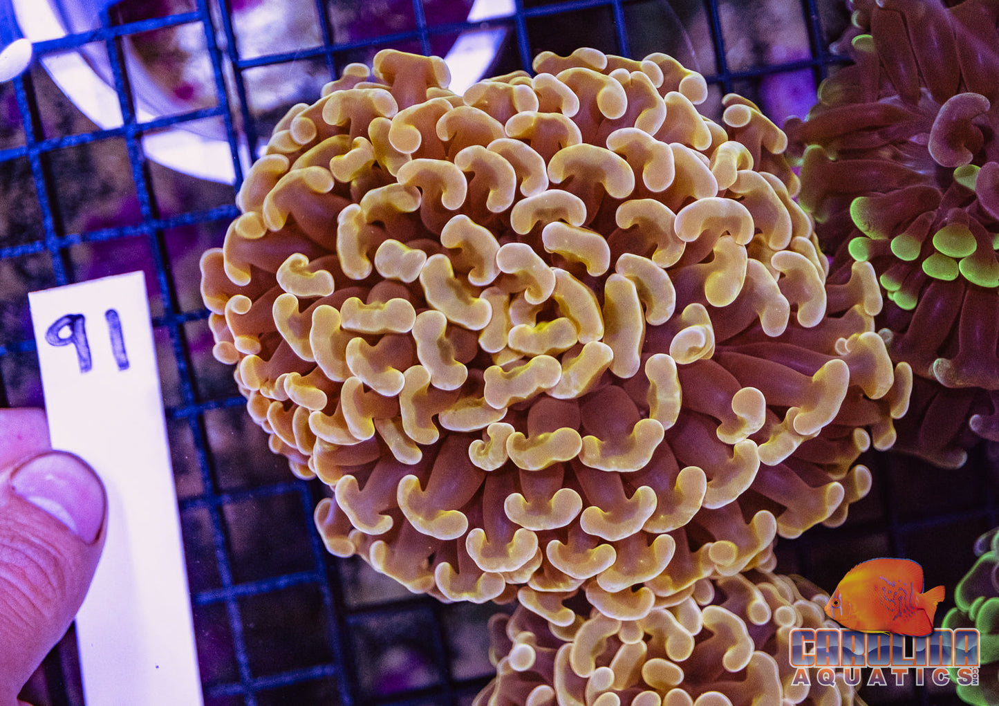 WYSIWYG 91 Wall Hammer