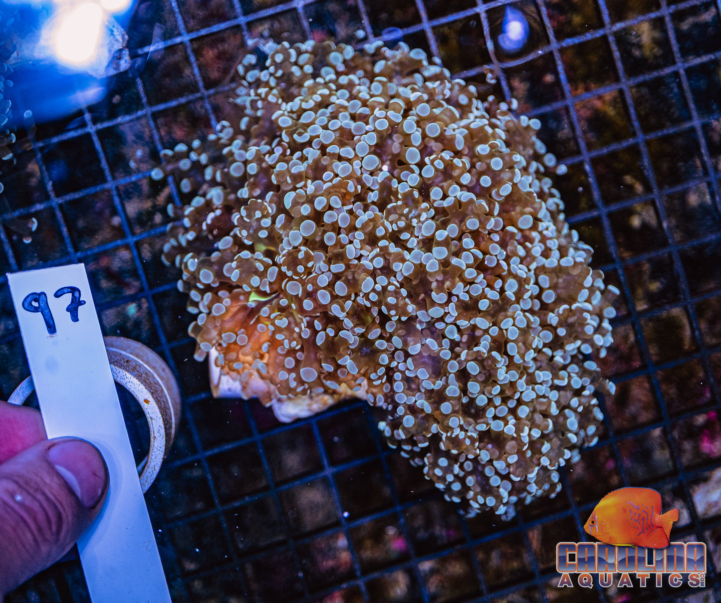 WYSIWYG 97 Branching Frogspawn