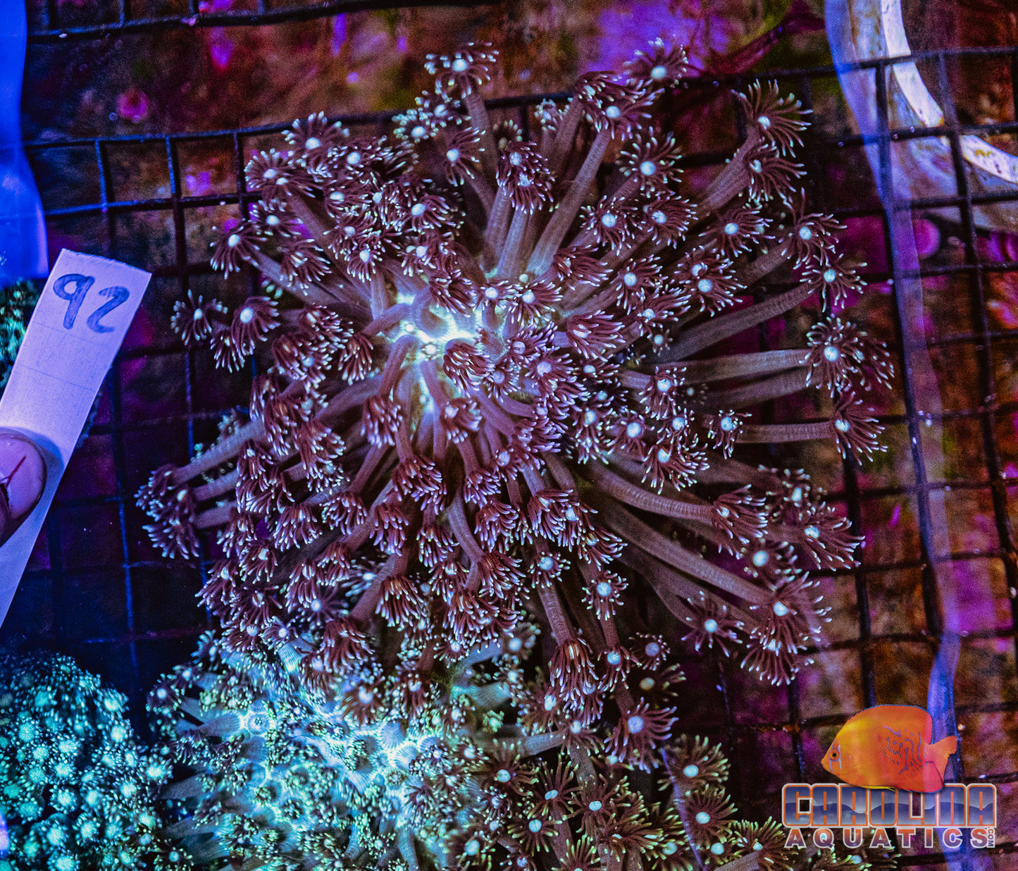 WYSIWYG 92 Goniopora