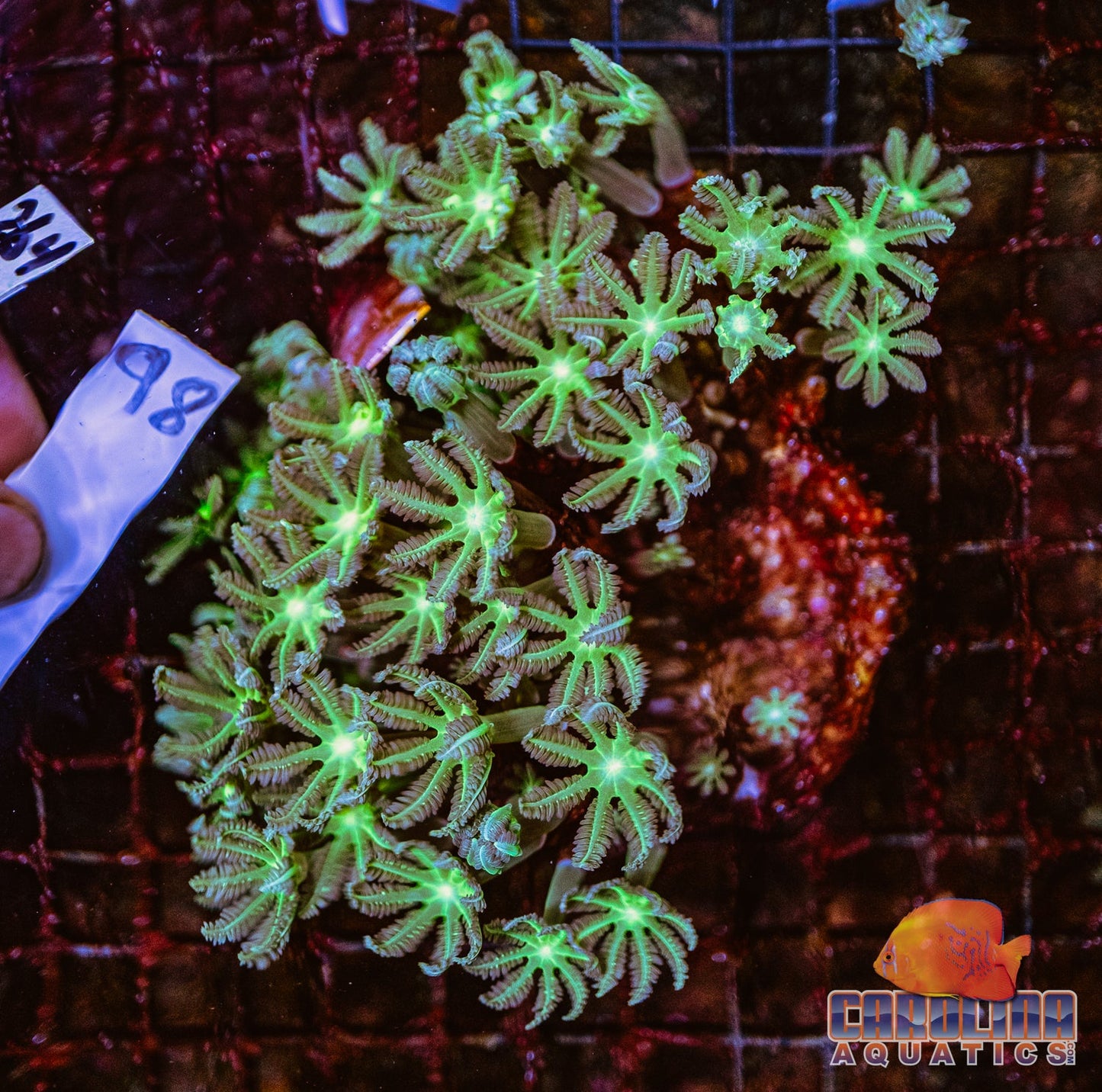 WYSIWYG 98 Glove Polyp