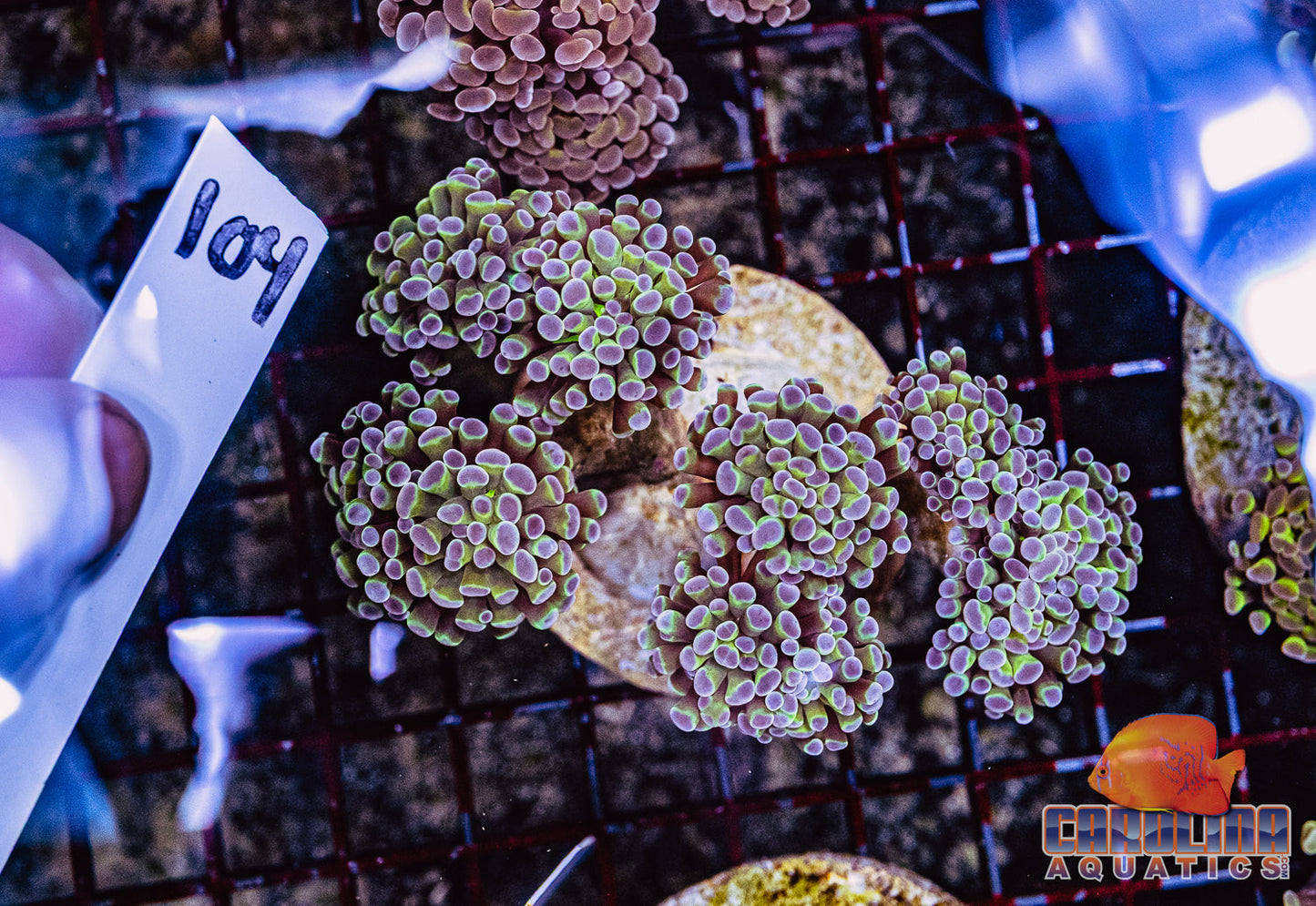 WYSIWYG 104 Hologram Branching Hammer